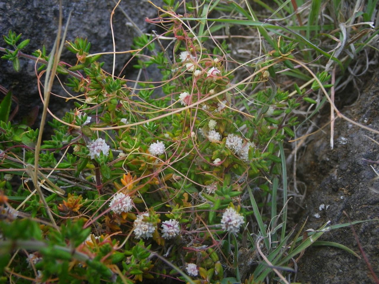 Cuscuta a semi piccoli 7