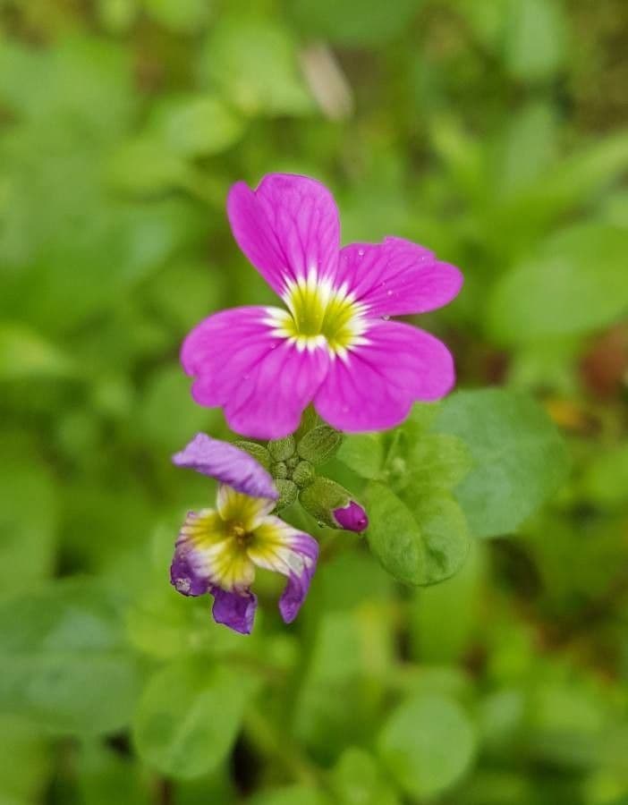 Malcolmia Marittima 7