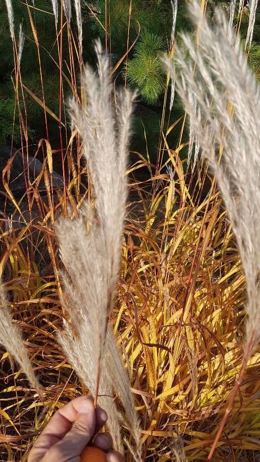 Miscanthus cukroplodý 10
