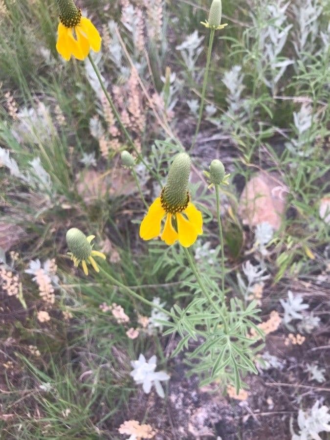 Ratibida columnifera 3