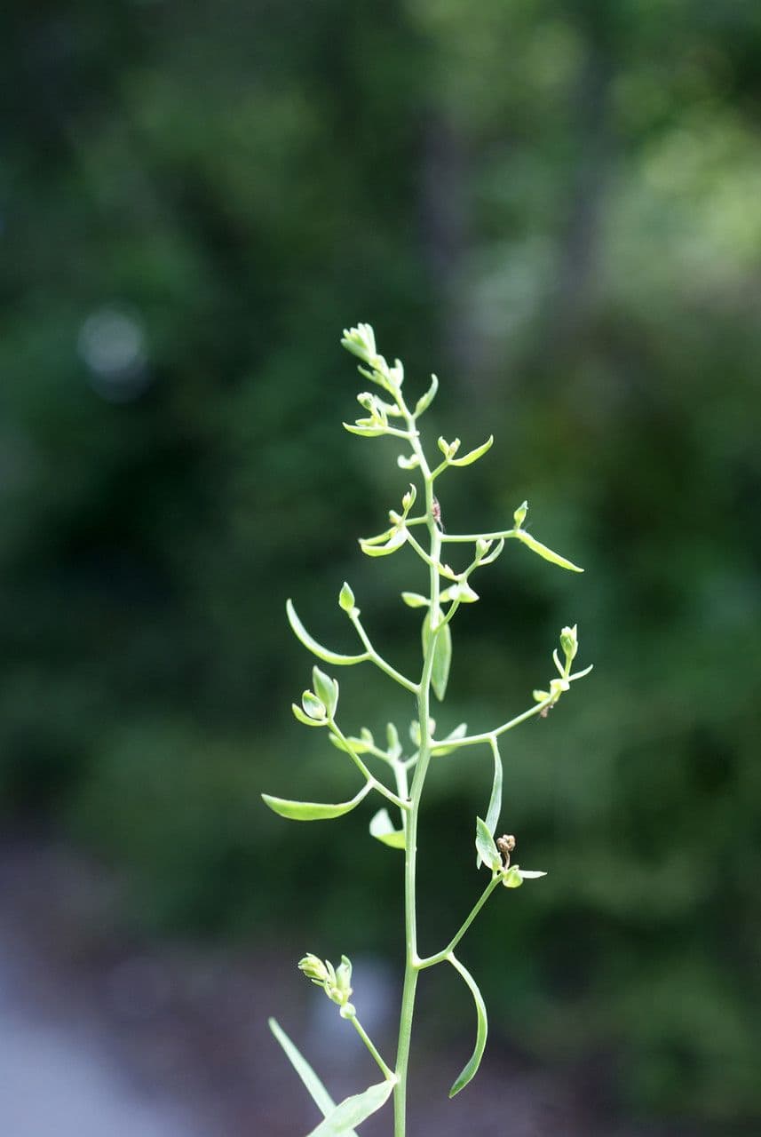 Thesium linofilo 15