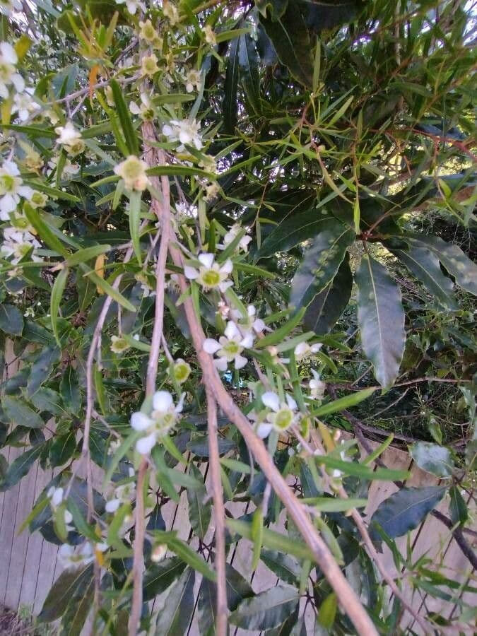 Leptospermo 7