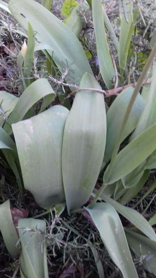 Tulipano di Gesner 20