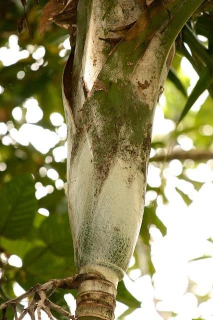 Burretiokentia 12