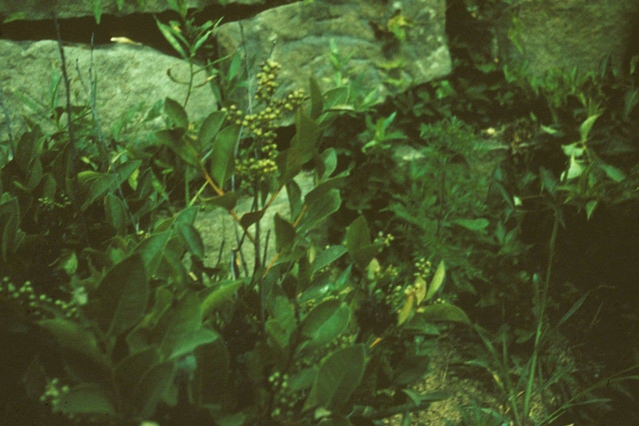 Lyonia ligustrina