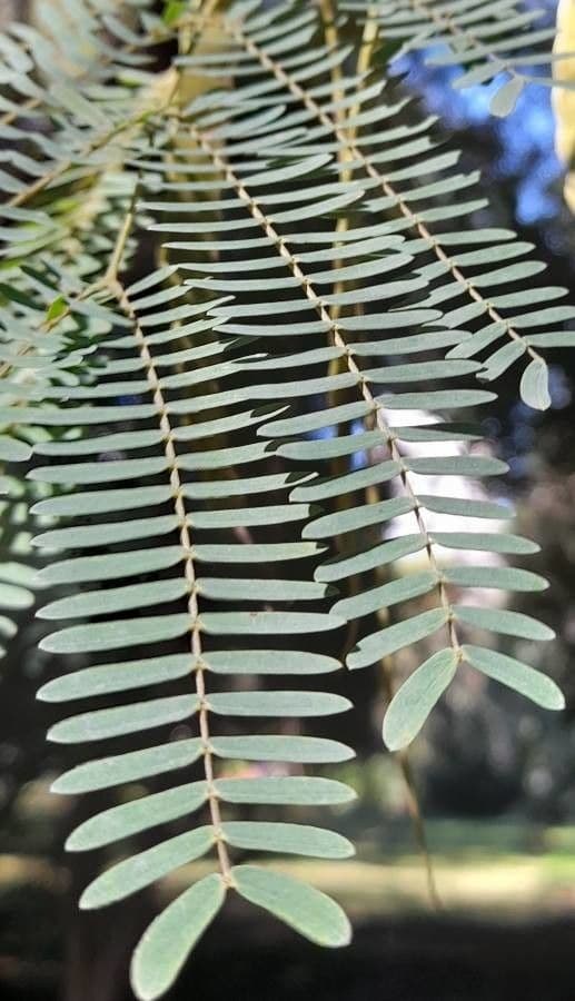 Parapiptadenia 2