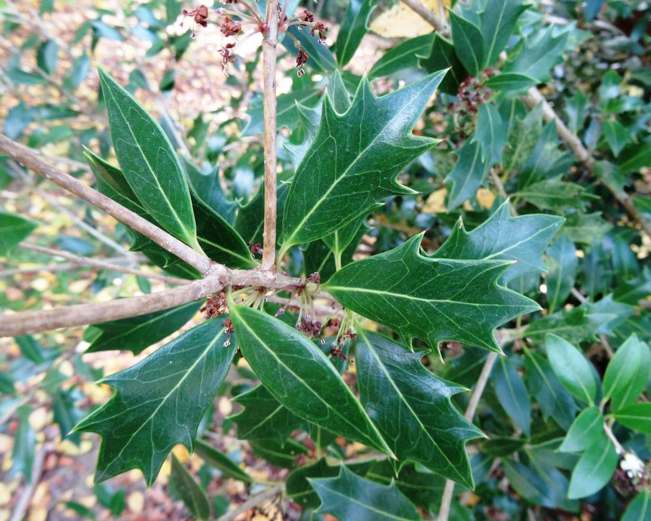 Buntlaub-Duftblume 25