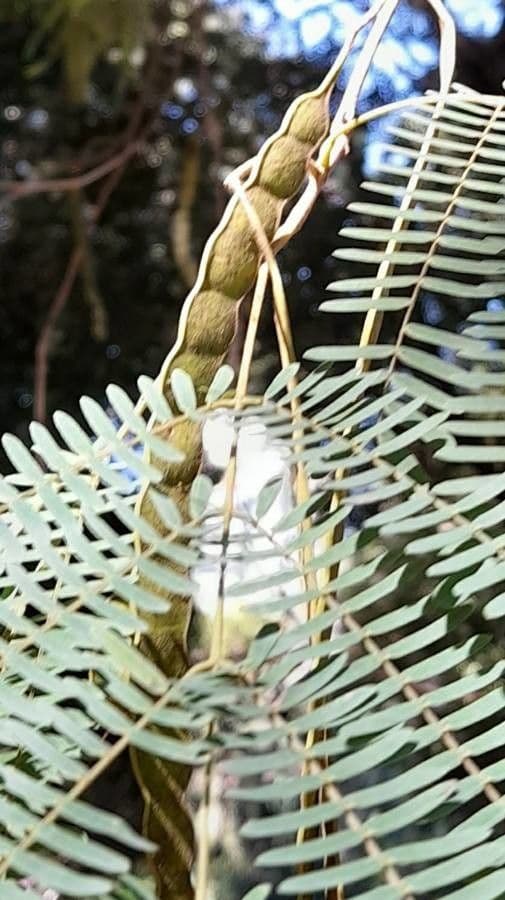 Parapiptadenia