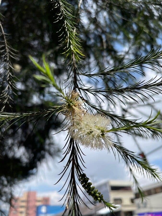 Melaleuca armillaris 6