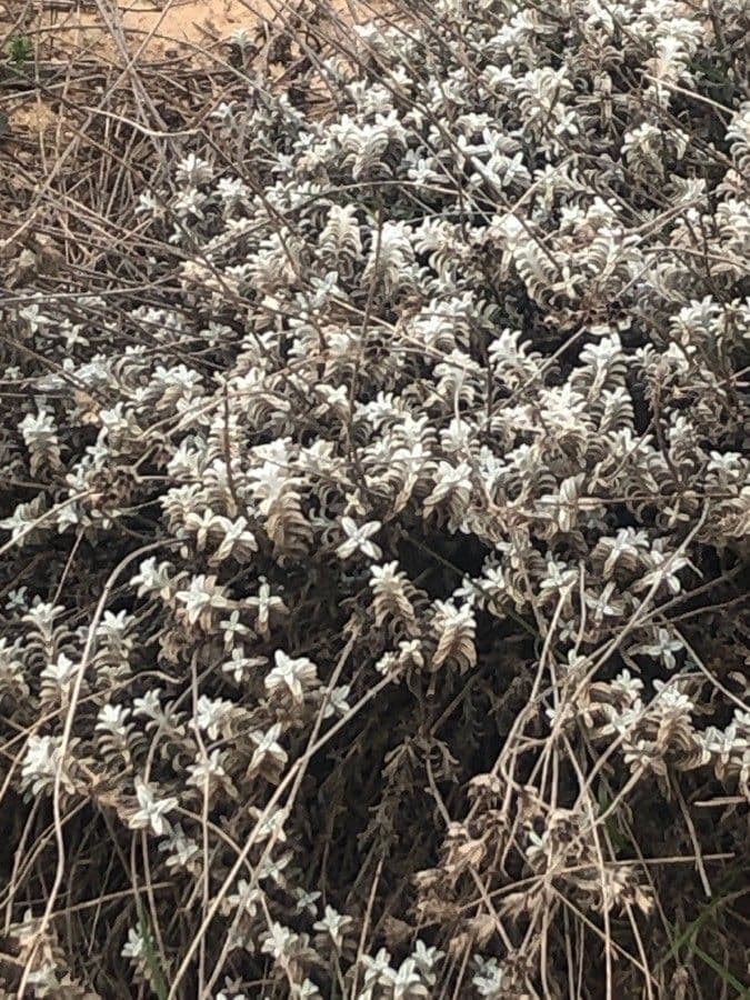 Sideritis 10