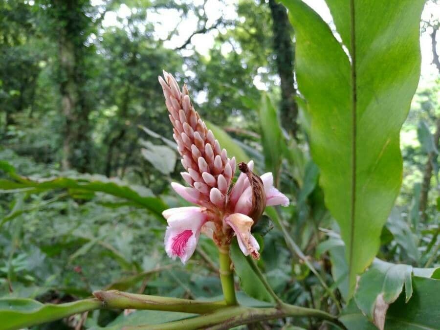 Alpinia 3