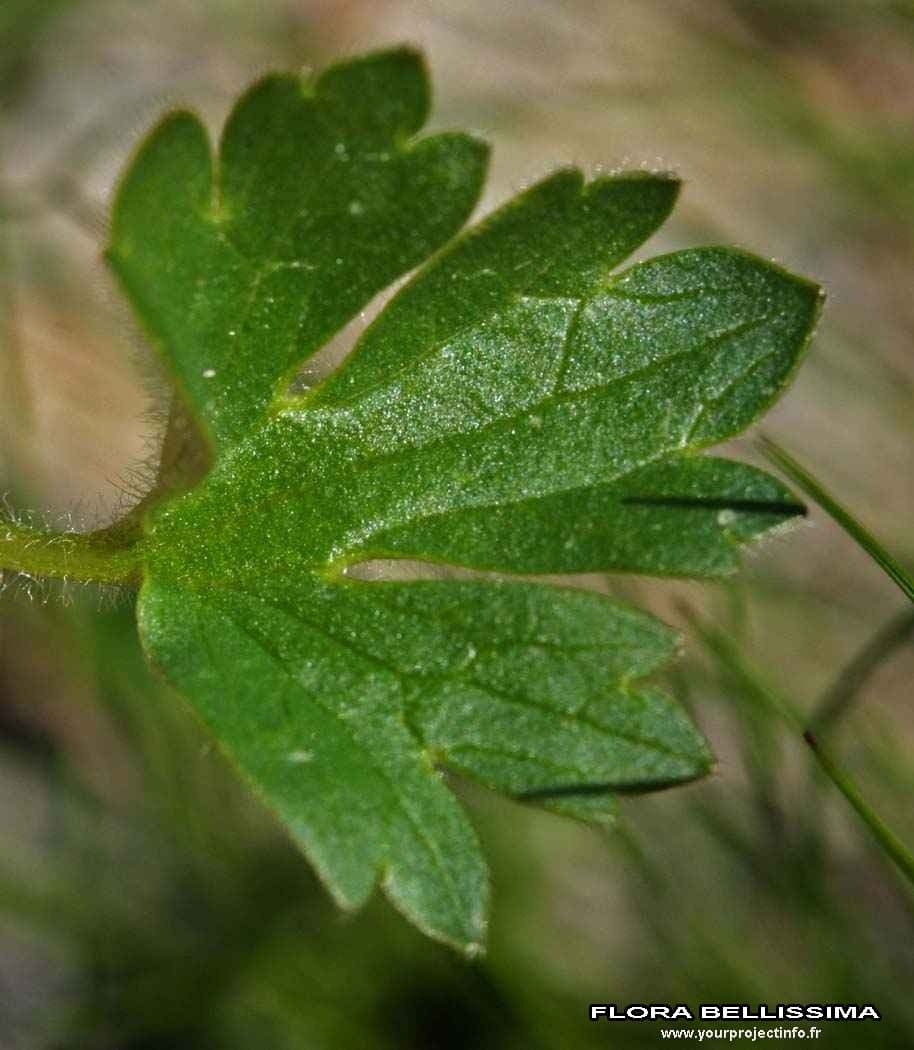 Ranunculus aduncus 17