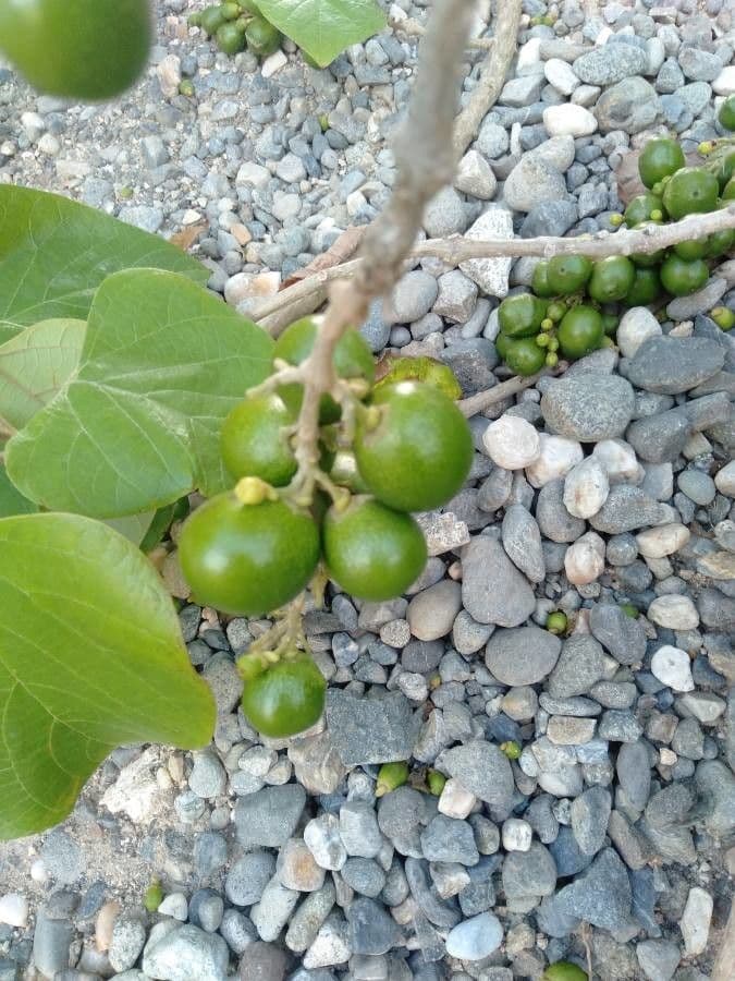 Gmelina arborea 3