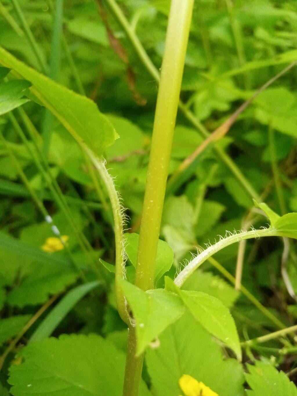 Lisimachia ciliata 20