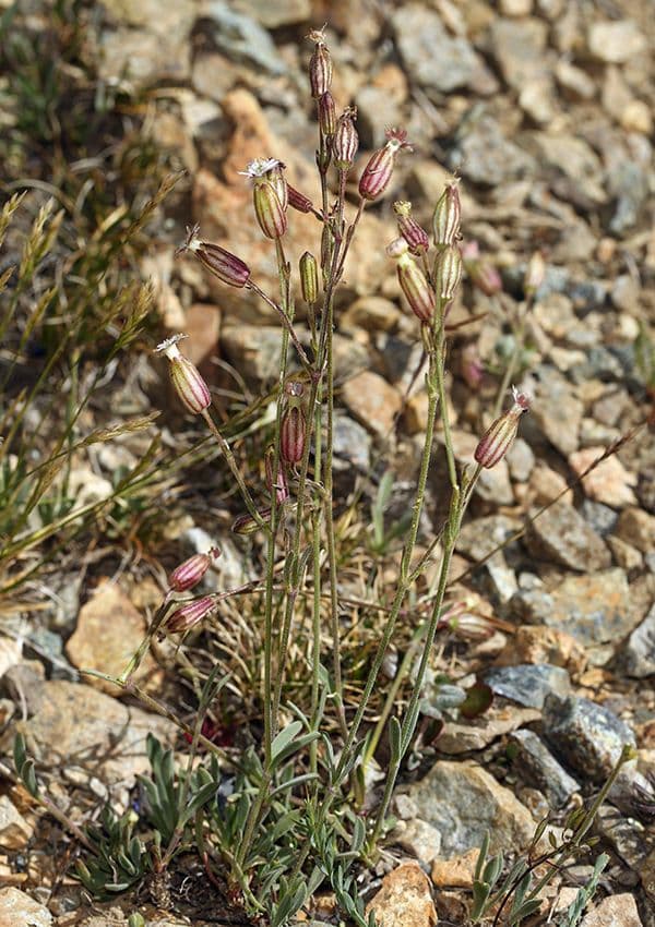 Campanula šedá 6