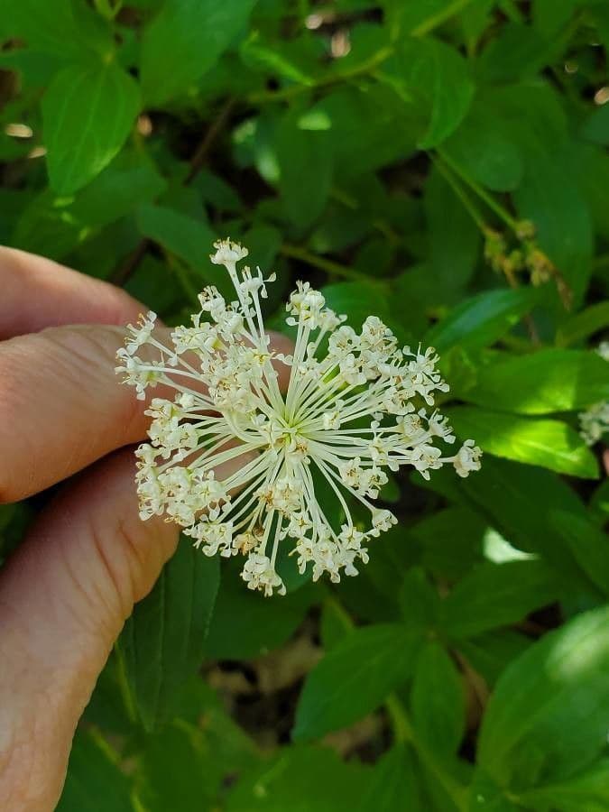 Ceanothus bylinný 2