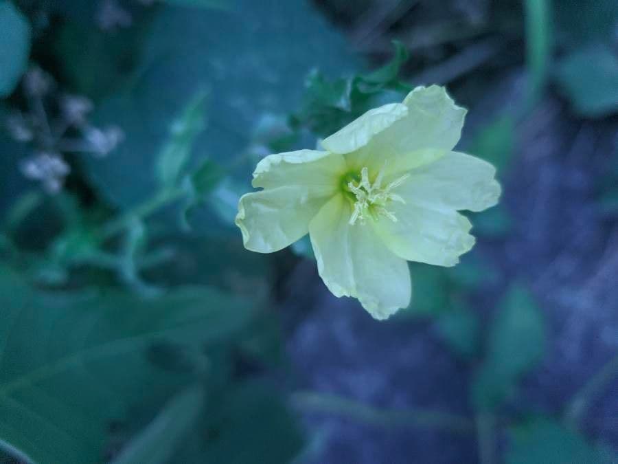 Onagra laciniata 8