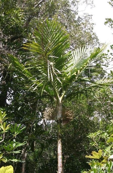Burretiokentia 6