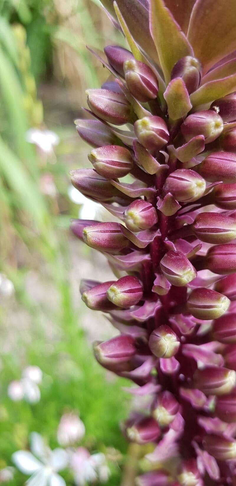 Eucomis 18