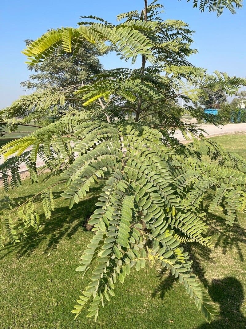 Cassia de Java 19