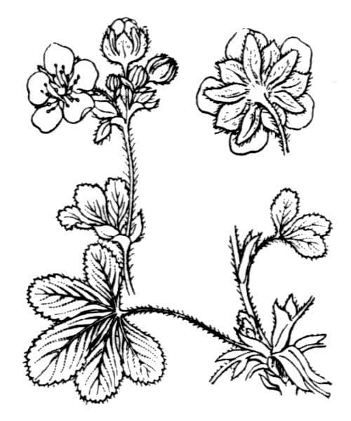 Mochna 10