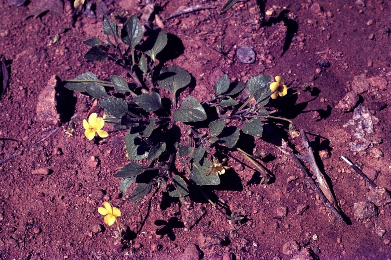 Purpurviolette 12