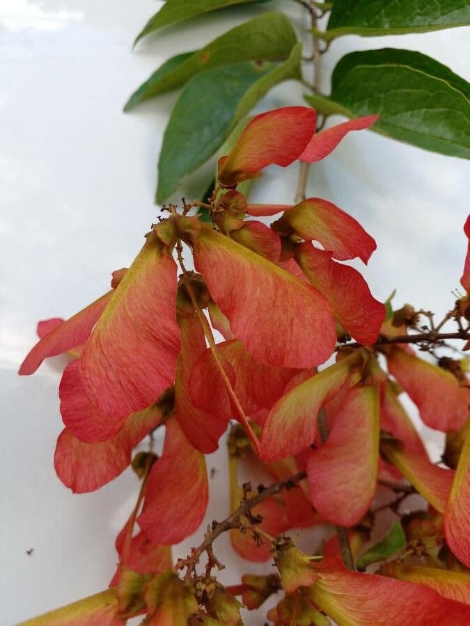Heteropterys 5