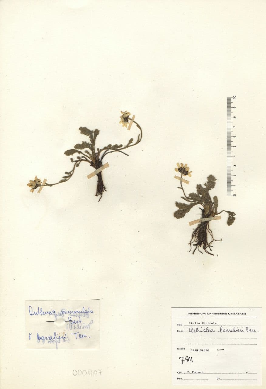 Achillea 16