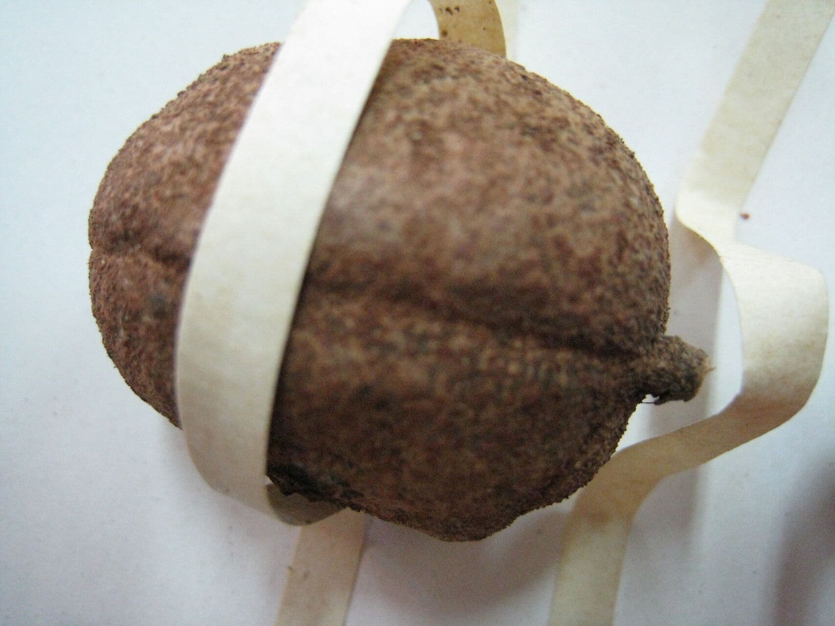 Cynometra 2