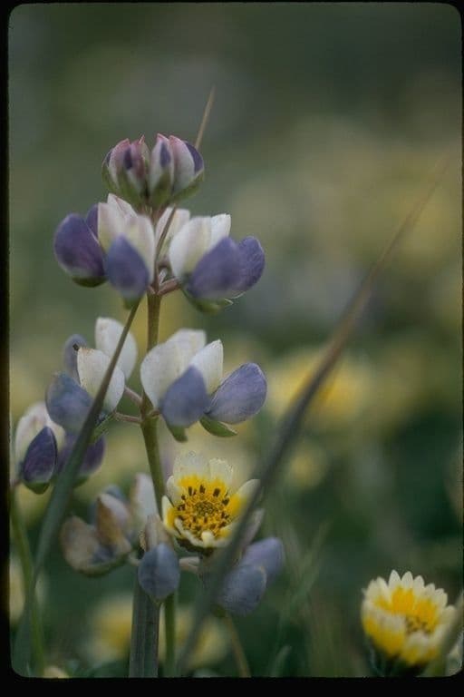Lupino variopinto