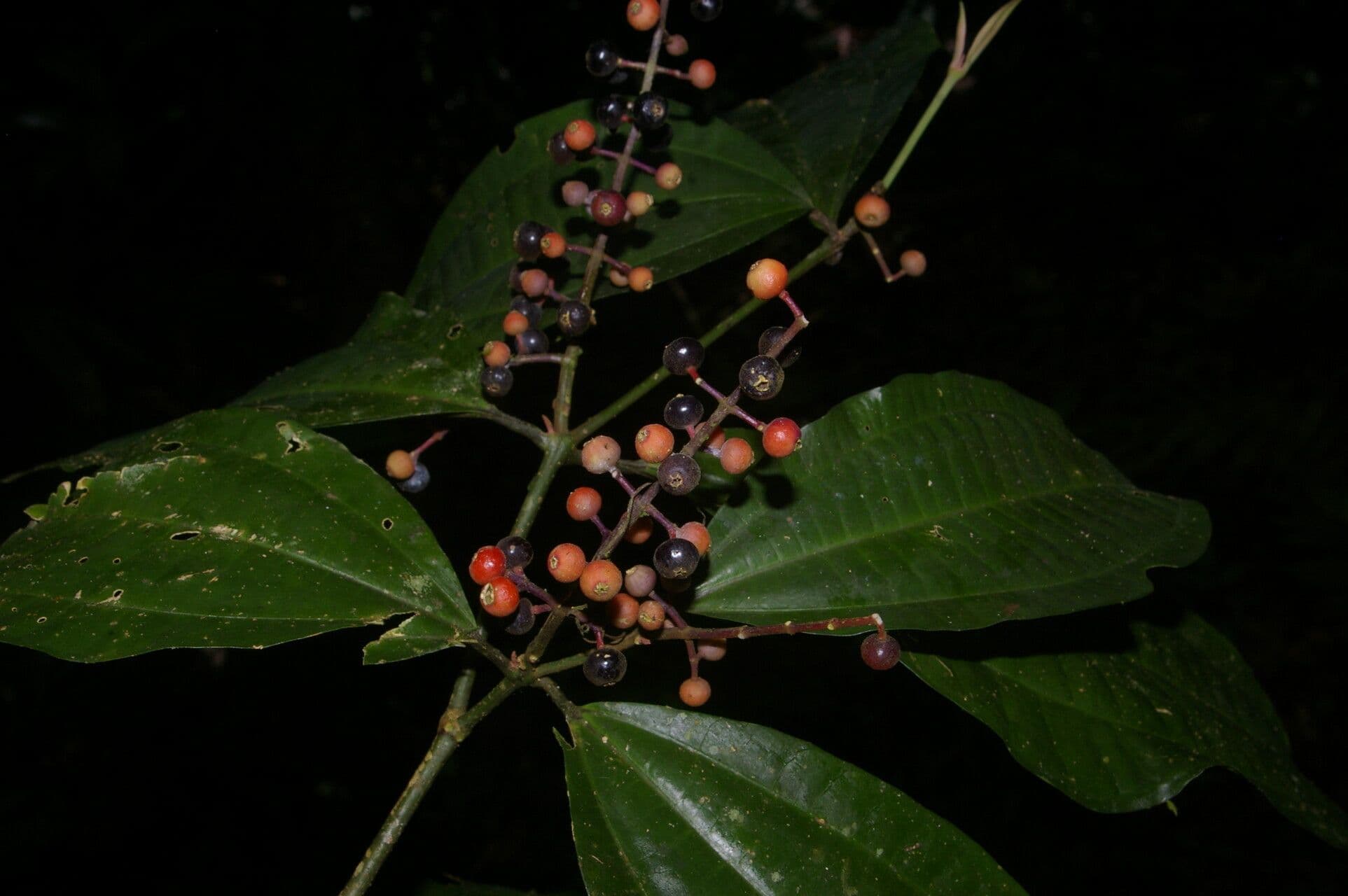 Miconia 6