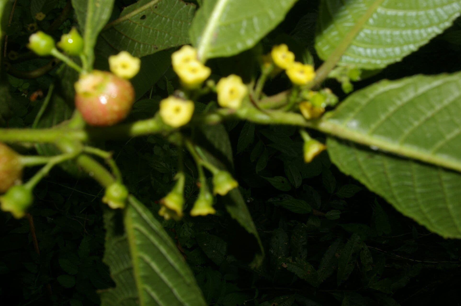 Siparuna thecaphora 7