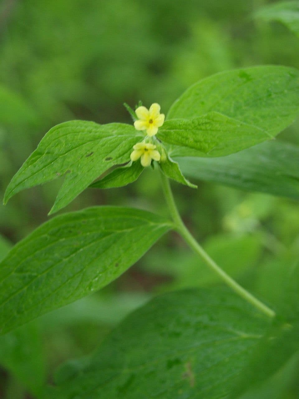 Lithospermum a foglie larghe 4