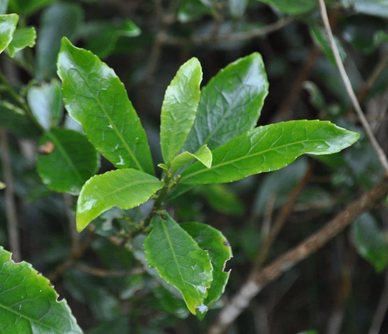 Claoxylon 9