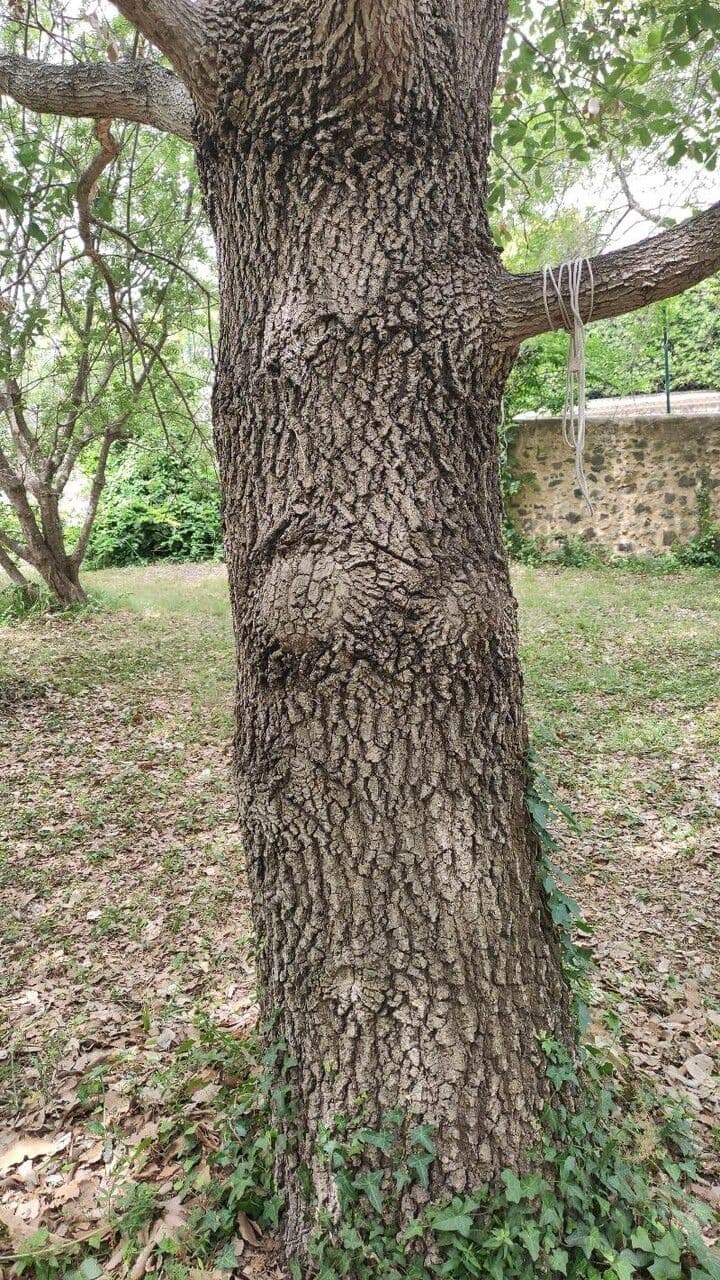Quercia di Aleppo 12