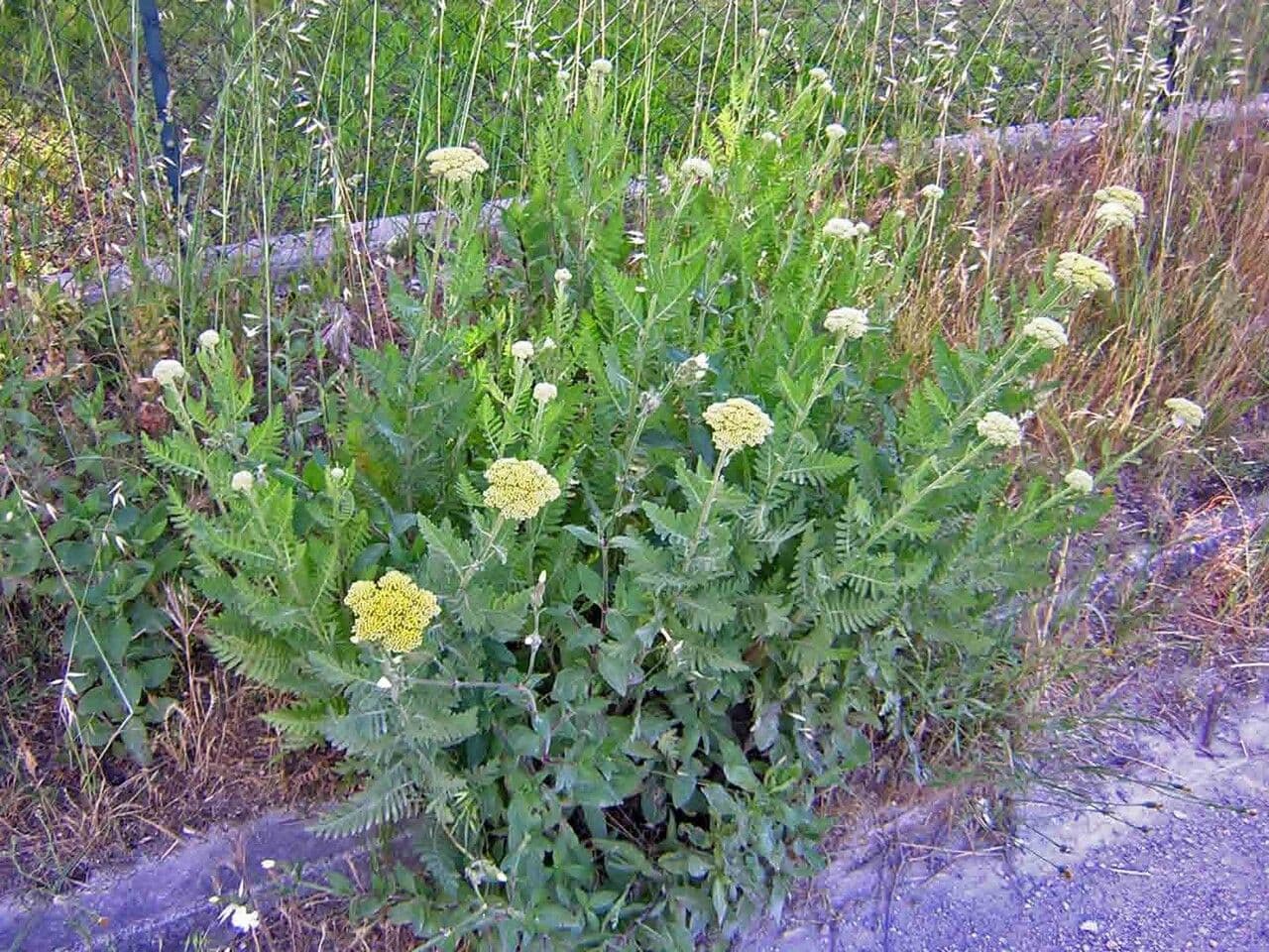 Achillea filipendula 12