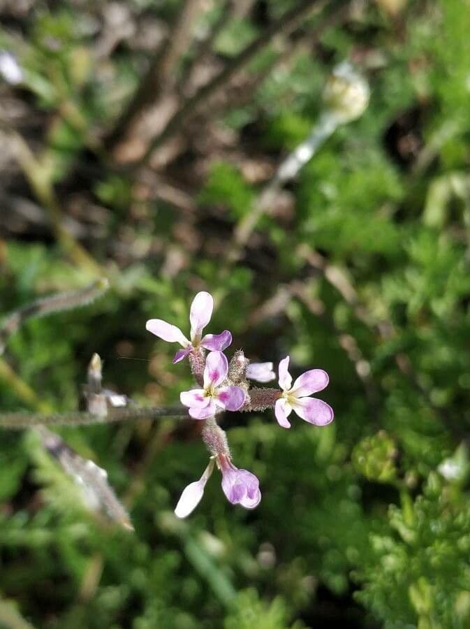 Malcolmia africana 5