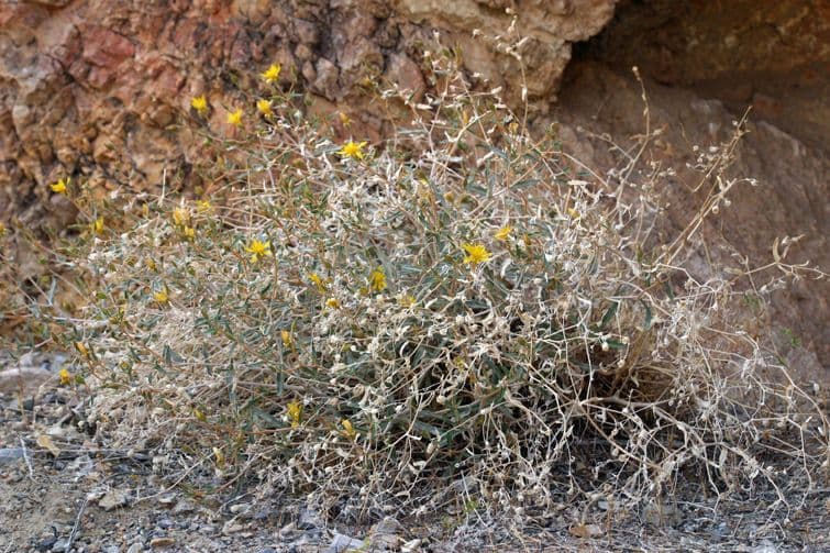 Mentzelia 11