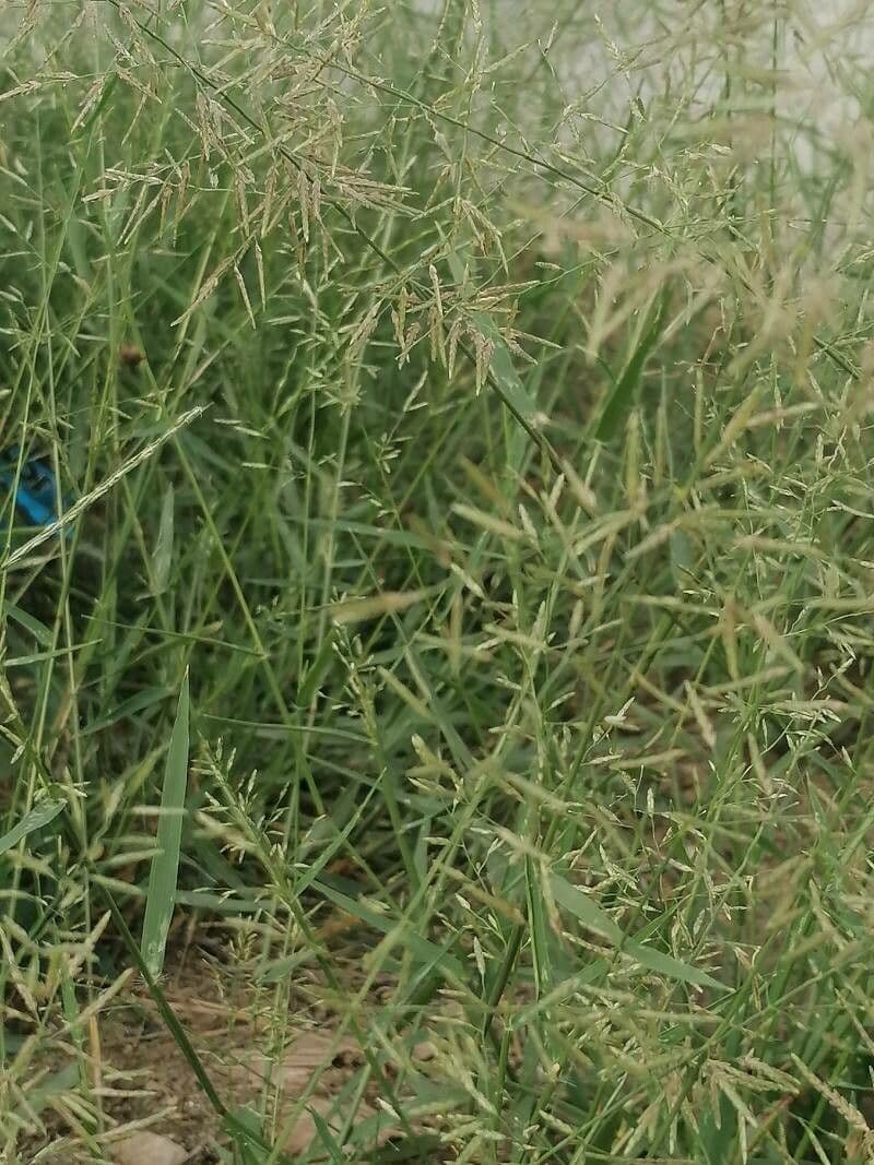 Eragrostis di Barrelier 5