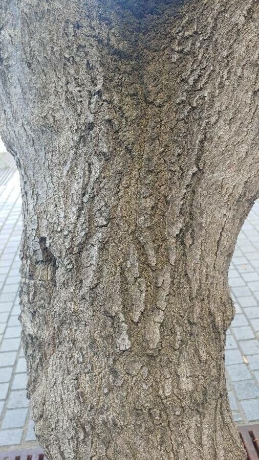 Banksia integrifolia 22
