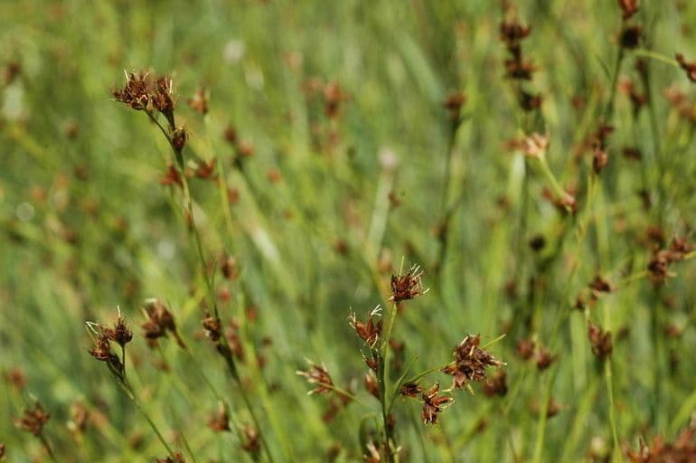 Rhynchospora capitellata