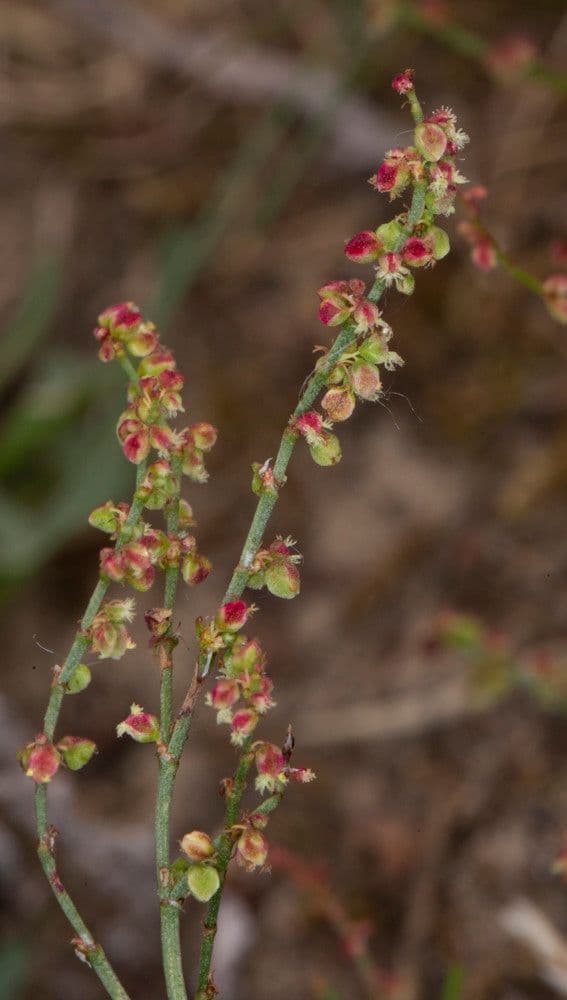 Acetosella 12
