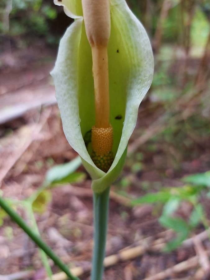 Arum dragon 6