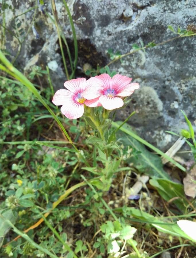 Flachs 6