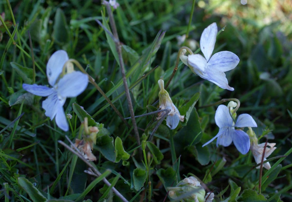 Viola pallida 6