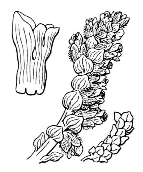 Latrea comune 29