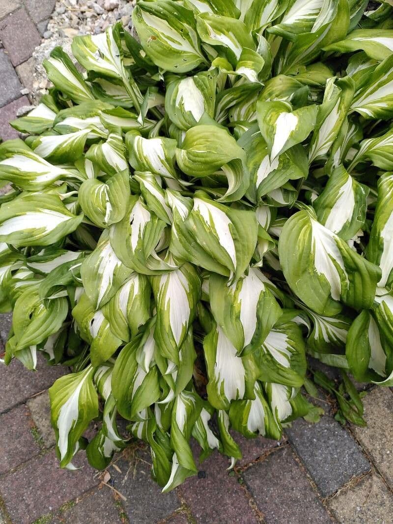 Hosta Siebolda 6