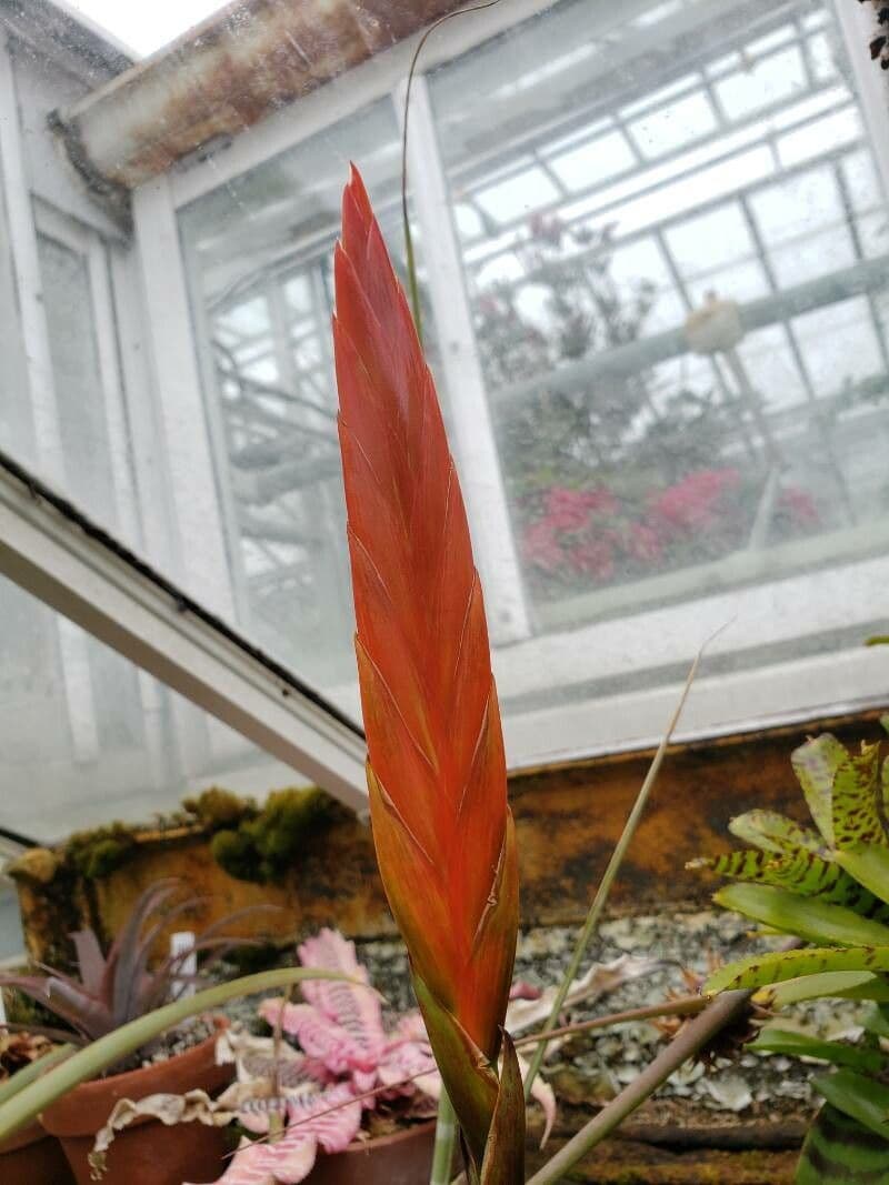 Vriesea