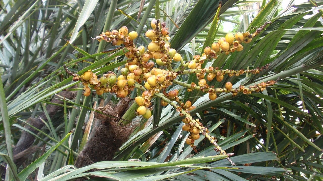 Arenga engleri 3