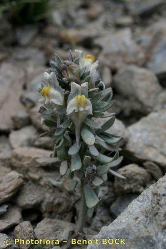 Linaria glaciale 10